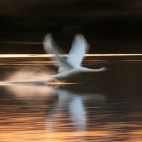 Swan Take Off I