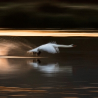 Swan Take Off II