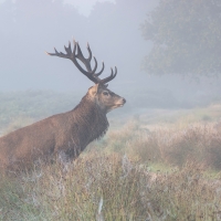 Stag and Morning Dew