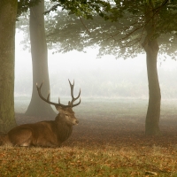 Sitting Stag