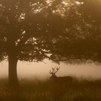 Stag Between Two Trees
