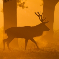 Walking Stag