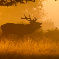 Bellowing Stag II