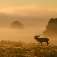 Stag in the Mist I