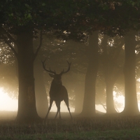 Stag Splits