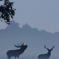 Bellowing Stag III