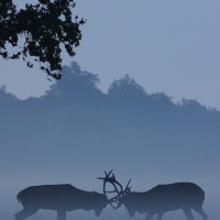 Rutting Stags I