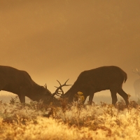 Rutting Stags II