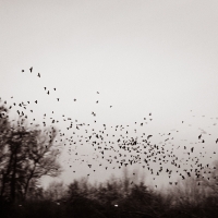 Roost XXVIII