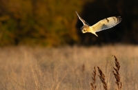 Short Eared Owls