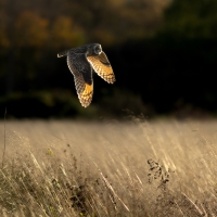 Short Eared Owl X