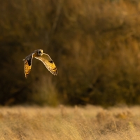 Short Eared Owl I