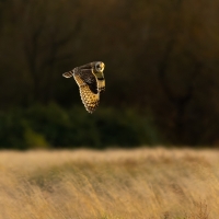 Short Eared Owl XIII