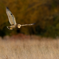 Short Eared Owl II