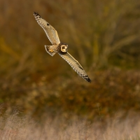 Short Eared Owl XVIII