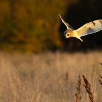 Short Eared Owl VII