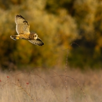 Short Eared Owl IX