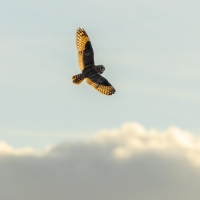 Short Eared Owl VI