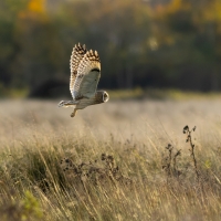 Short Eared Owl XIV