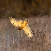 Short Eared Owl VIII