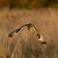 Short Eared Owl XI