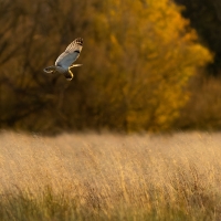 Short Eared Owl III