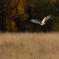 Short Eared Owl IV