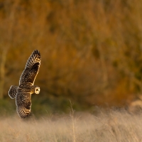 Short Eared Owl V