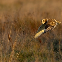 Short Eared Owl XII