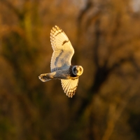 Short Eared Owl XVII