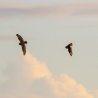 Short Eared Owl XVI