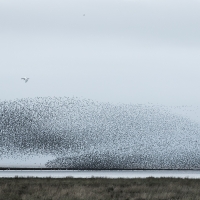 Little Egret Flyover