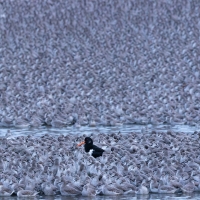 Imposter II