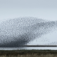 Mudflat Murmurations II