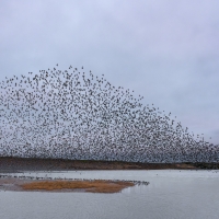 Lagoon Murmurations IV