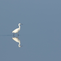 Lone Egret
