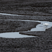 Little Egret Feeding in the Mudflats