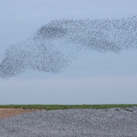 Murmuration Over The Bank