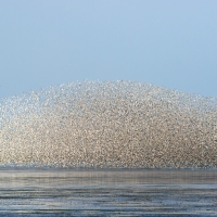 Beach Murmurations