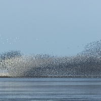 Beach Murmurations III