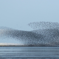 Beach Murmurations II