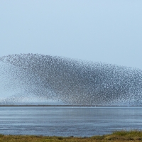 Beach Murmurations IV