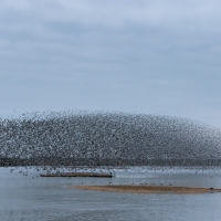 Lagoon Murmurations III