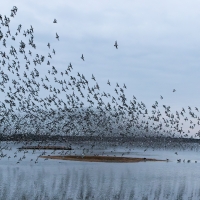 Lagoon Murmurations II