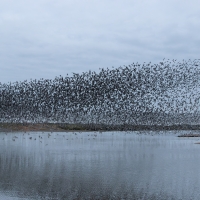 Lagoon Murmurations