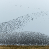 Mudflat Murmurations