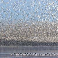 Knots and Oystercatchers