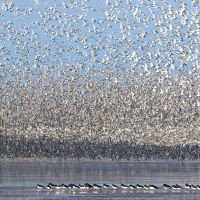 Knots and Oystercatchers