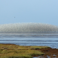 Peregrine Attack