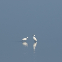 Two Egret